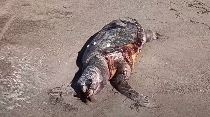 Des tortues marines mortes en série à Gabes : que se passe-t-il ?