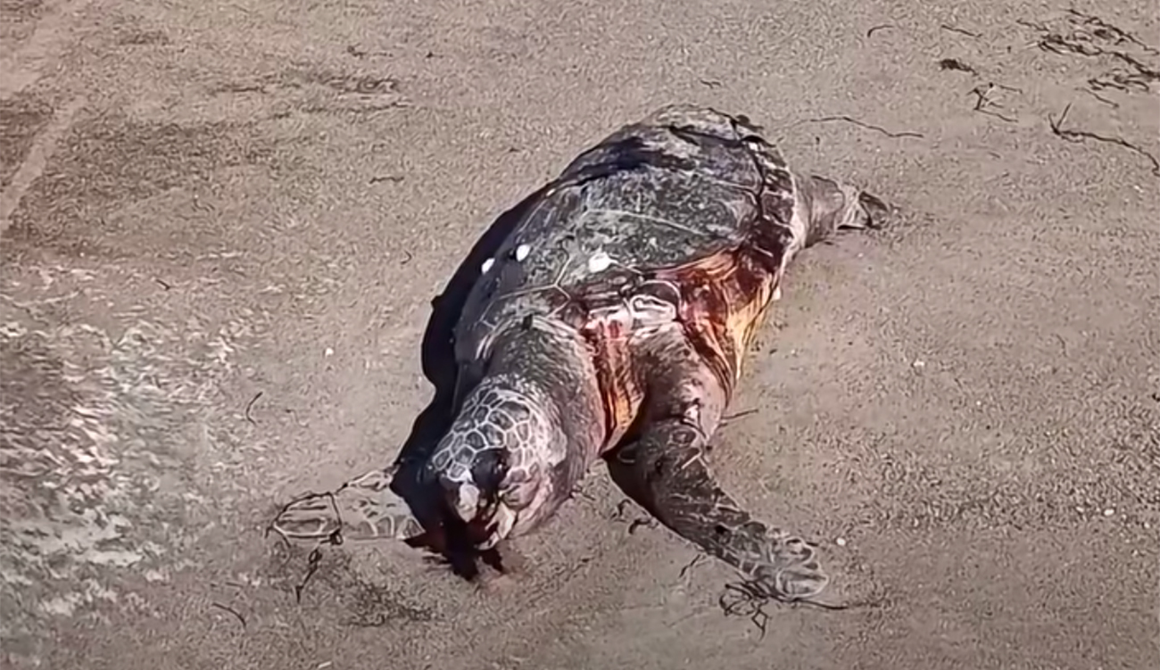 Des tortues marines mortes en série à Gabes : que se passe-t-il ?