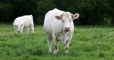 Faut-il se méfier des vaches et de leurs attaques ?