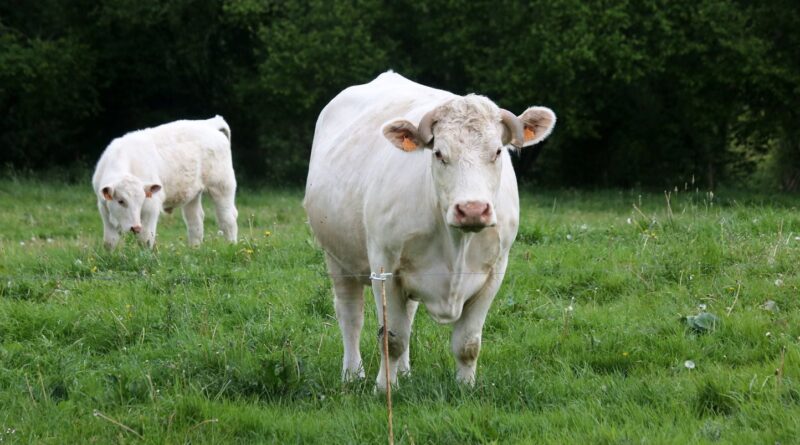 Faut-il se méfier des vaches et de leurs attaques ?