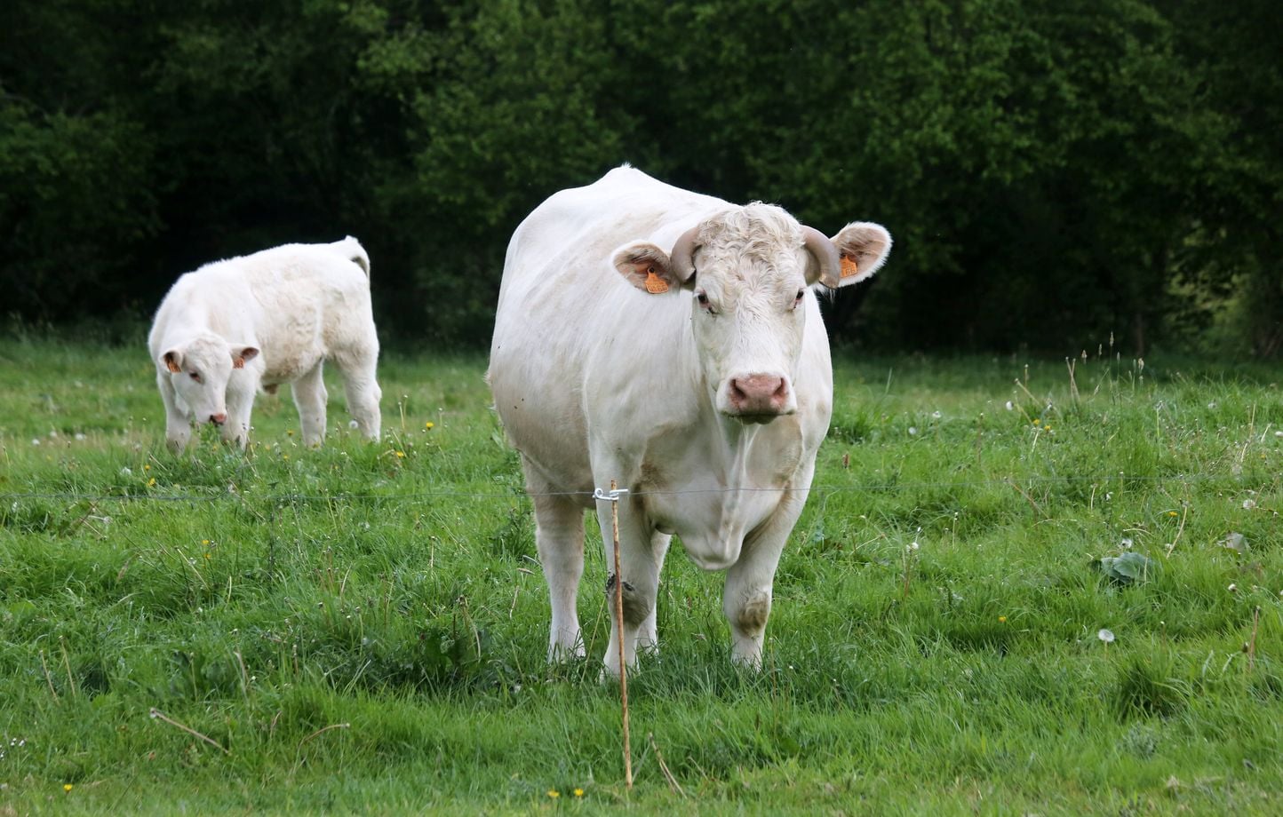 Faut-il se méfier des vaches et de leurs attaques ?