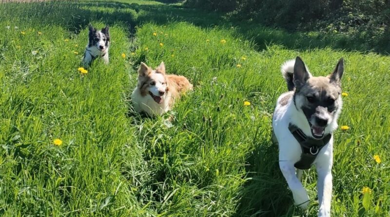 Ham-sur-Heure Nalinnes : Avertissement du bourgmestre après la mort de 3 chiens intoxiqués.