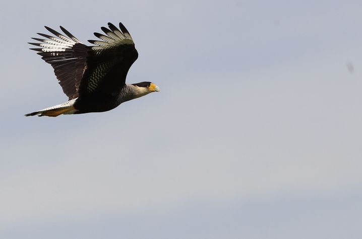 Le caracara de Darwin est au cœur d'une panique mondiale autour de l'hantavirus.
