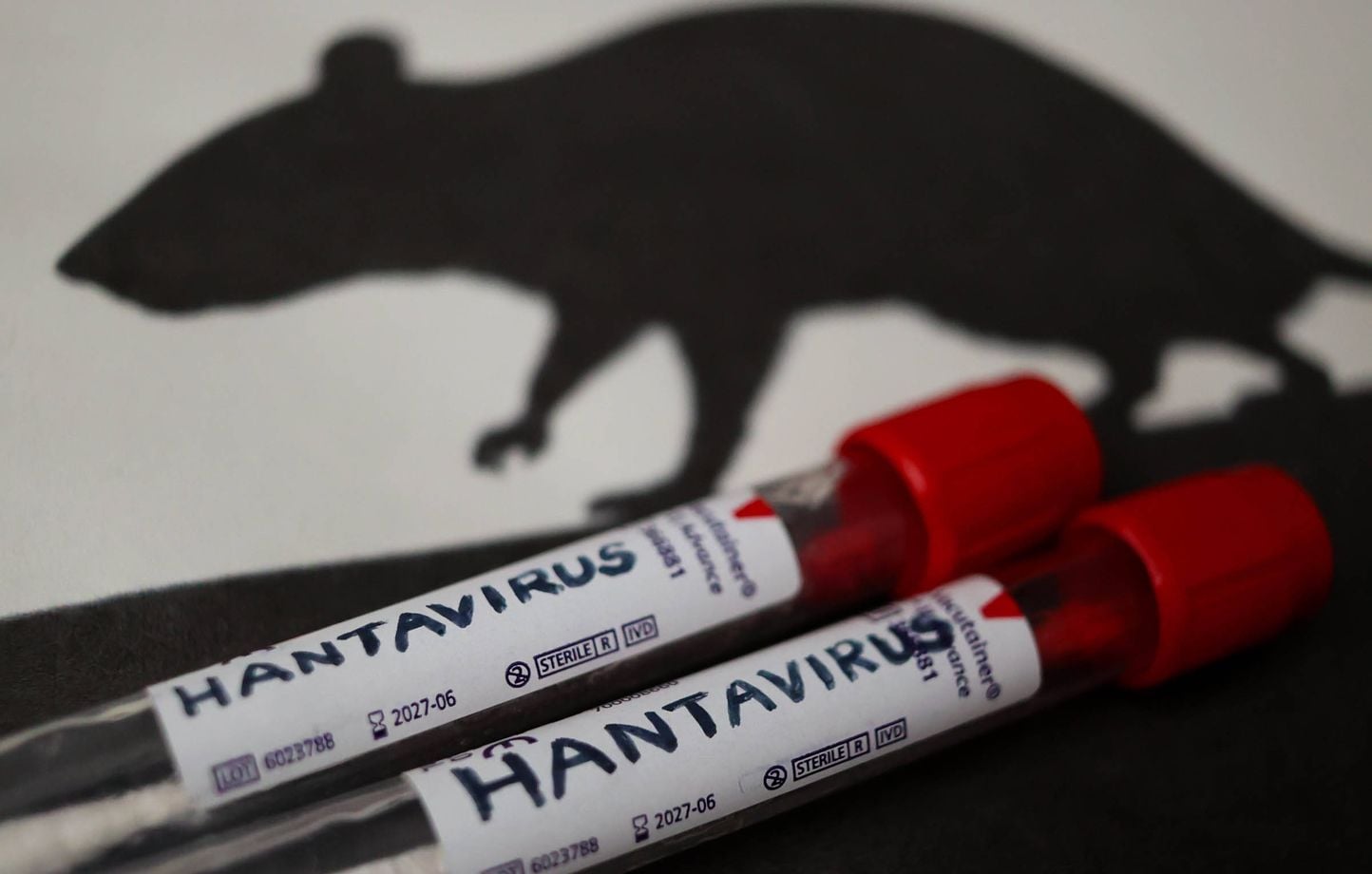 Hantavirus : Prudence face aux applications prétendant détecter le virus