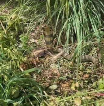 Haute-Garonne : Un cobra venimeux introuvable paralyse Castelginest