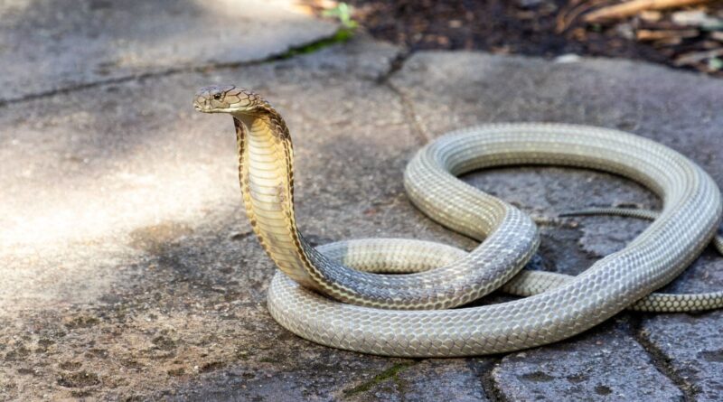 Haute-Garonne : Un cobra venimeux près de Toulouse, collèges et parcs fermés