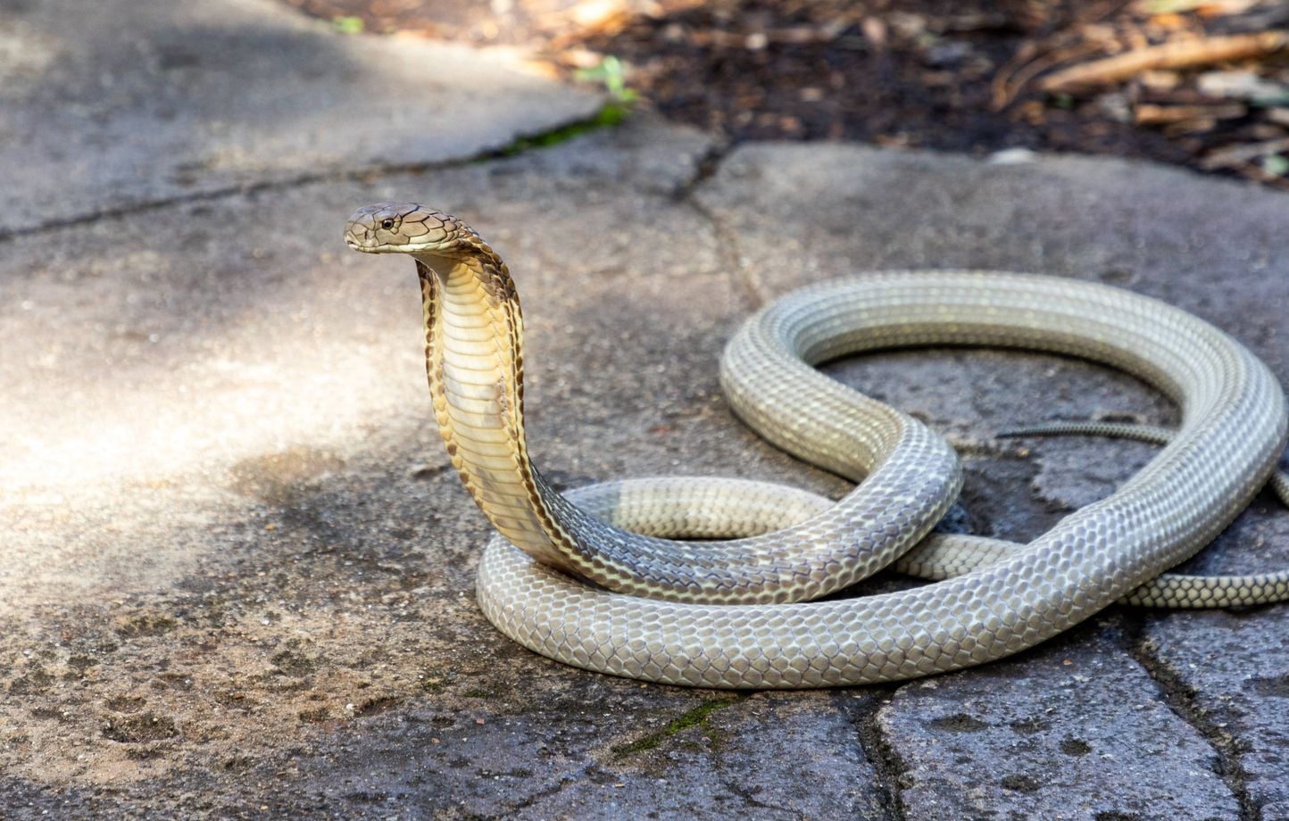 Haute-Garonne : Un cobra venimeux près de Toulouse, collèges et parcs fermés