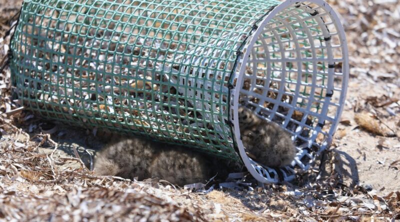 Îles Kuriat : alerte écologique après la découverte de poussins piégés dans des déchets plastiques