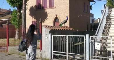 Italie : Les habitants d'un village balnéaire dérangés par les cris des paons