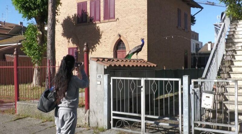 Italie : Les habitants d'un village balnéaire dérangés par les cris des paons