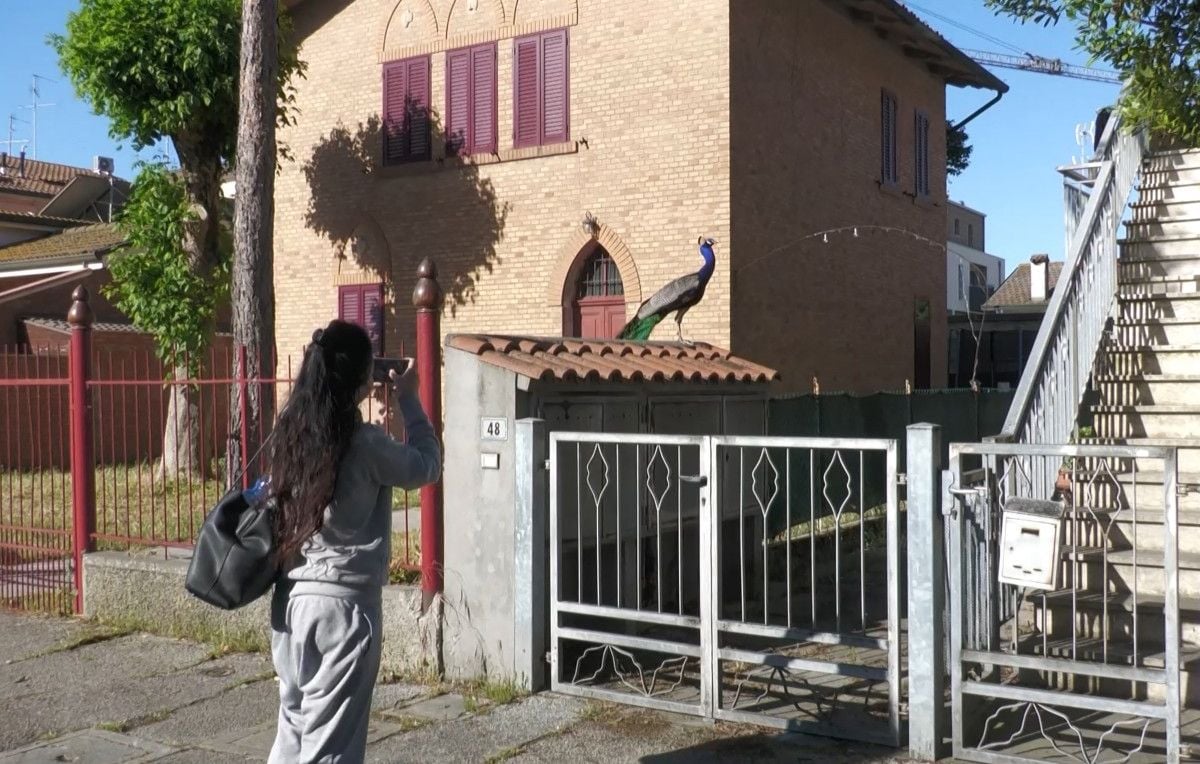 Italie : Les habitants d'un village balnéaire dérangés par les cris des paons