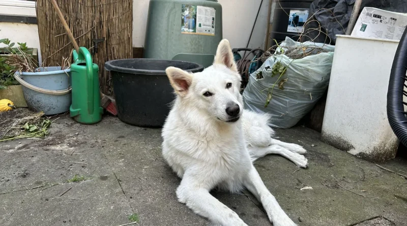 Ixelles : un chien nuit à la vie d'une famille.