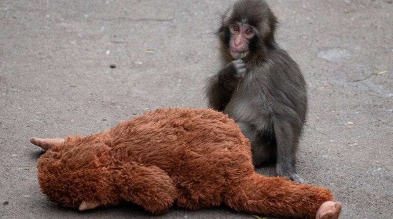 Japon : Deux touristes américains arrêtés dans l'enclos de Punch, le singe star