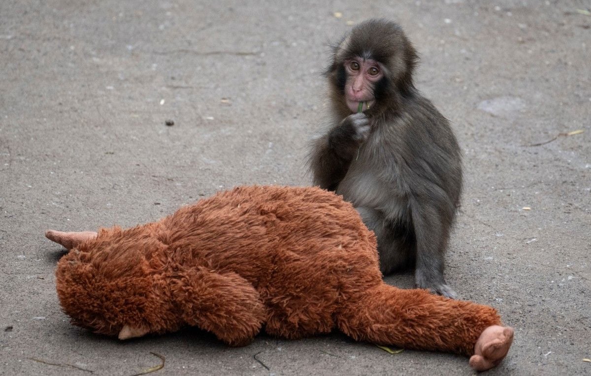 Japon : Deux touristes américains arrêtés dans l'enclos de Punch, le singe star