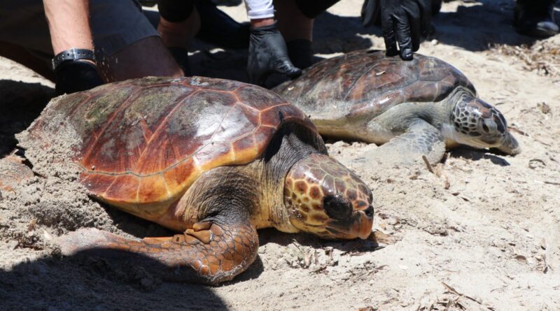 Journée mondiale de la biodiversité : deux tortues marines relâchées à Kuriat
