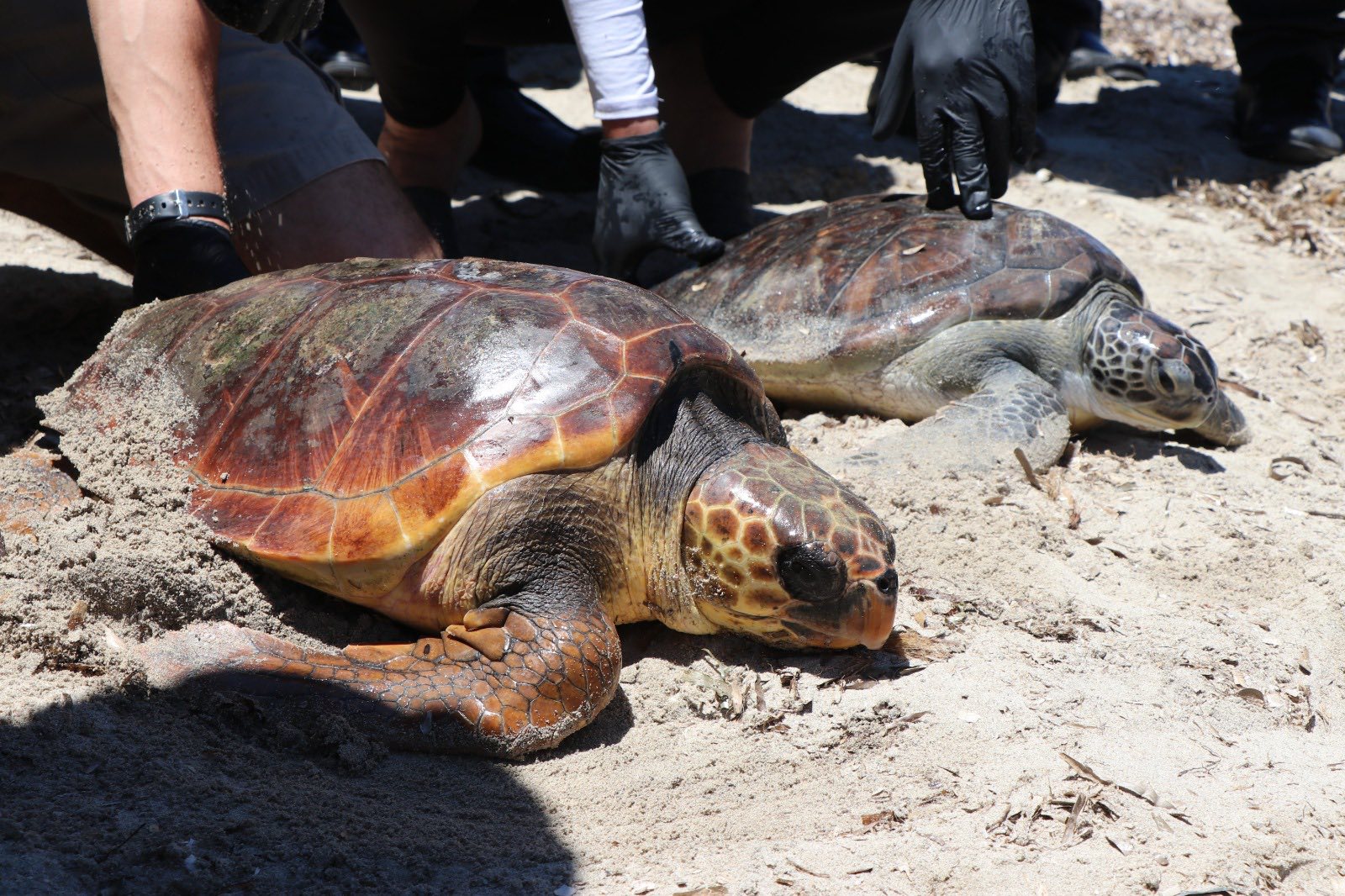 Journée mondiale de la biodiversité : deux tortues marines relâchées à Kuriat