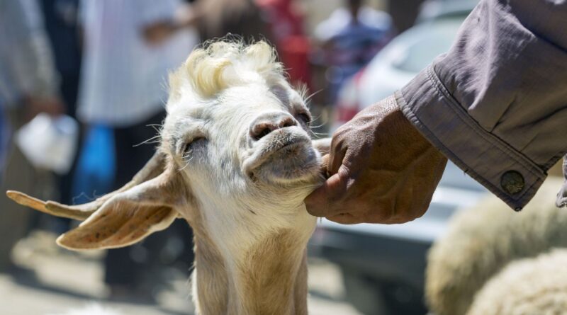La Fête du Sacrifice, fête majeure de l'islam, le 27 mai.