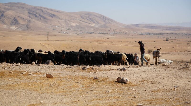 La méthode du « pâturage illégal » pour coloniser la Cisjordanie.
