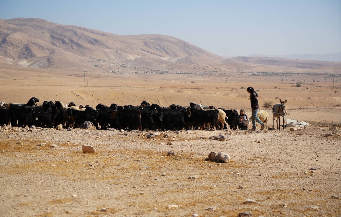 La méthode du « pâturage illégal » pour coloniser la Cisjordanie.