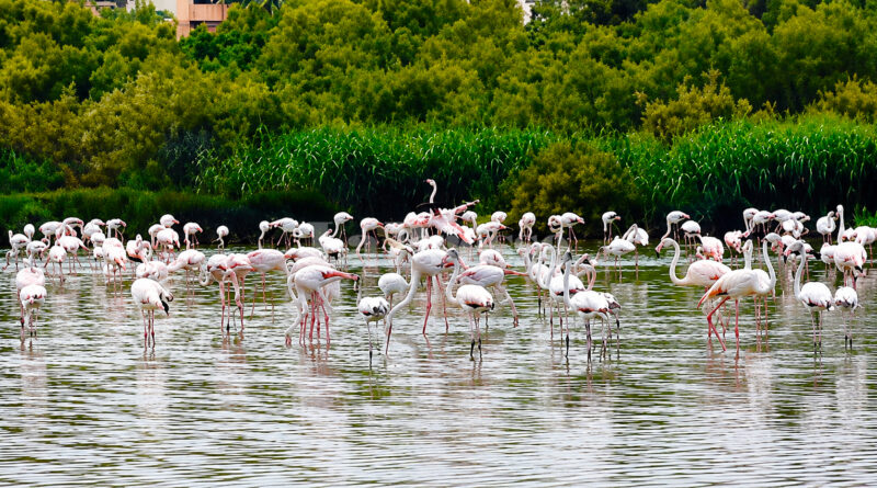 Lagune de Kelibia : les flamants roses de retour après des années