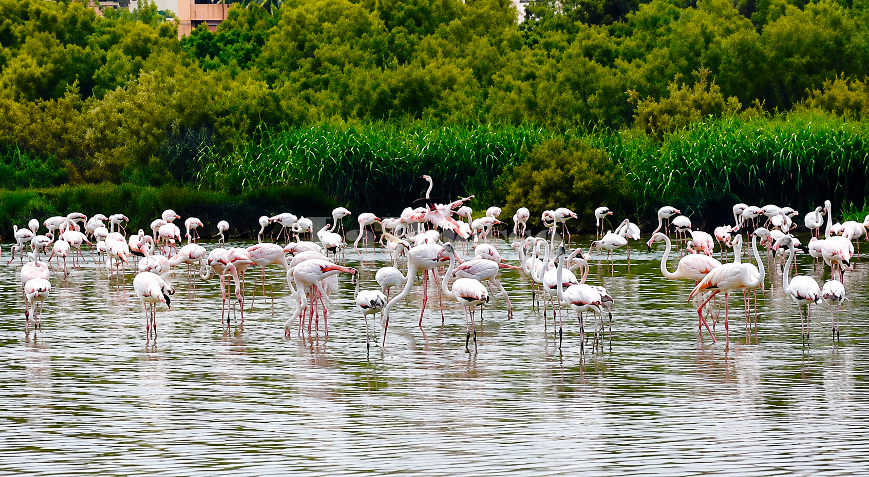 Lagune de Kelibia : les flamants roses de retour après des années