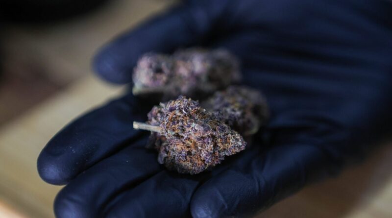 Le CBD alimentaire interdit dès le 15 mai : tisanes, huile, bonbons...