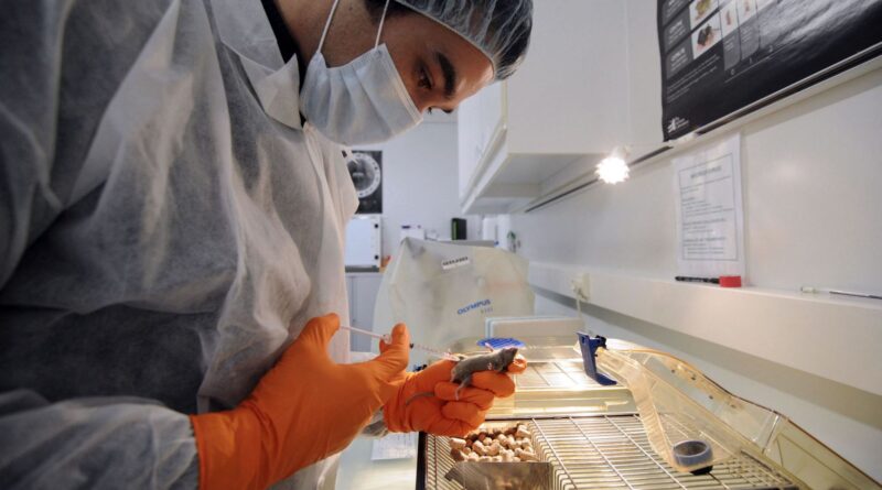 Les hantavirus : maladies humaines transmises par des rongeurs.