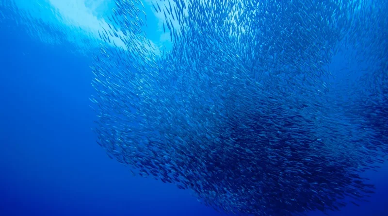 Les océans ne menacent-ils pas la stabilité financière ?