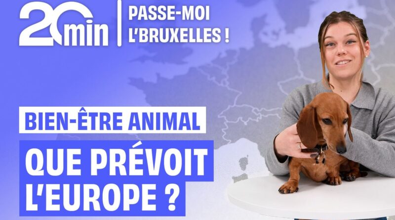 L'Union européenne protège nos animaux de compagnie « hypertypés ».