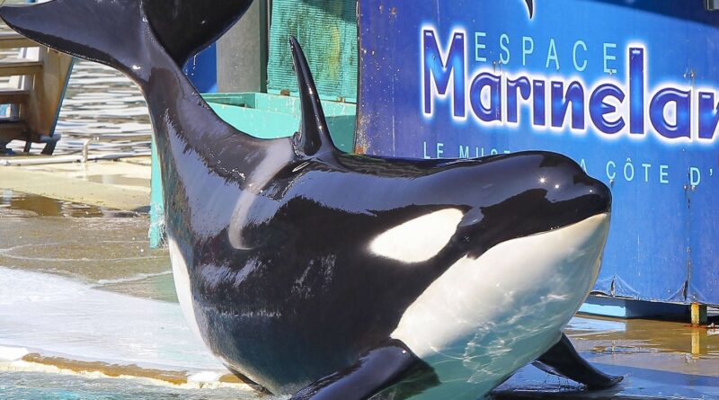 Marineland : La France ne prévoit pas d'envoyer les orques d'Antibes en Espagne.