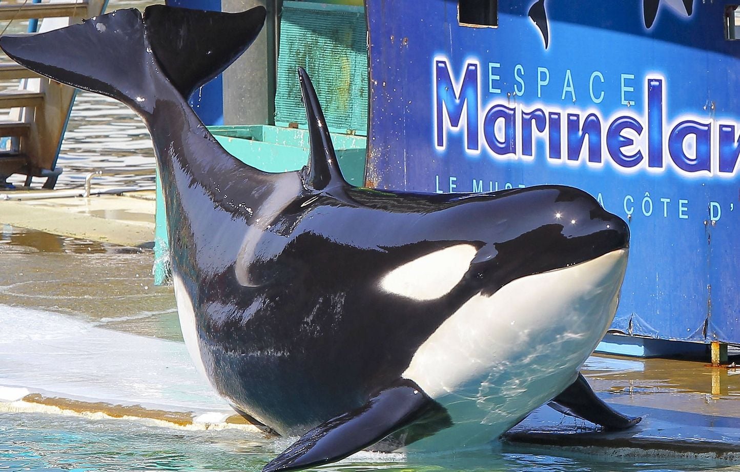 Marineland : La France ne prévoit pas d'envoyer les orques d'Antibes en Espagne.