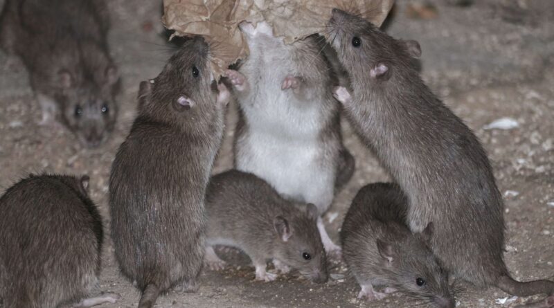 Morts sur un bateau de croisière : les hantavirus expliqués.