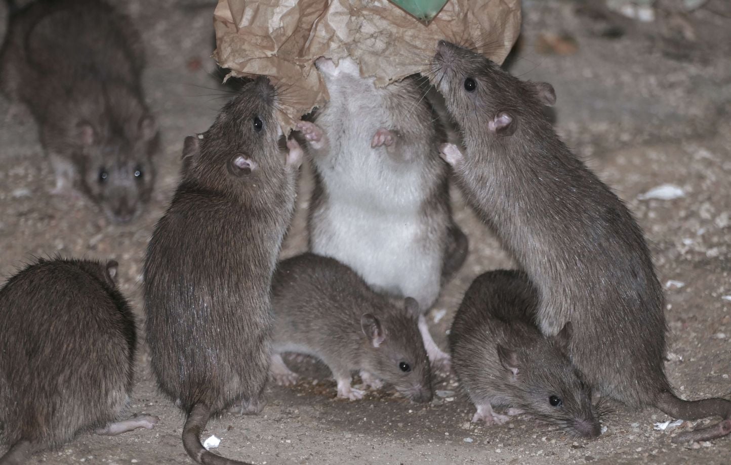Morts sur un bateau de croisière : les hantavirus expliqués.