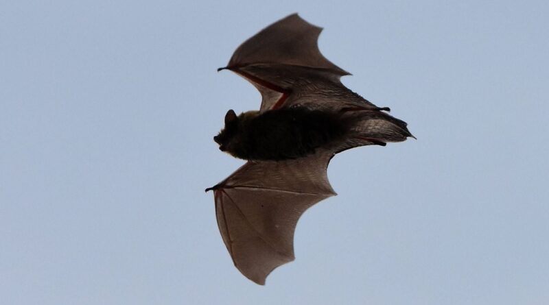 Moustiques : Les chauves-souris ne sont pas les meilleures alliées.