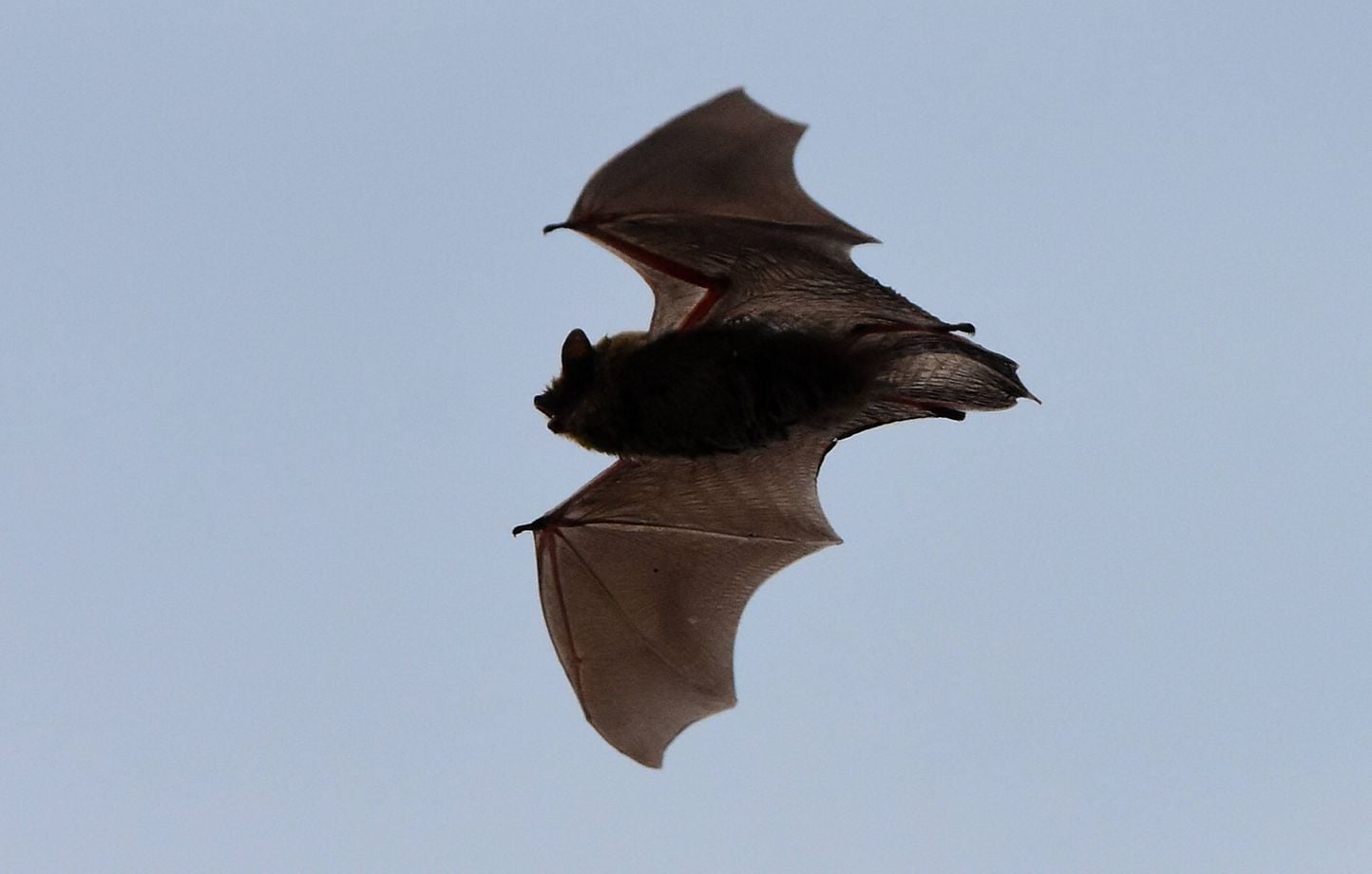 Moustiques : Les chauves-souris ne sont pas les meilleures alliées.