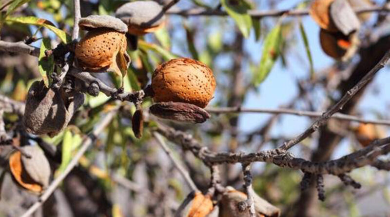 Nos amandes : une richesse sous-estimée et négligée.