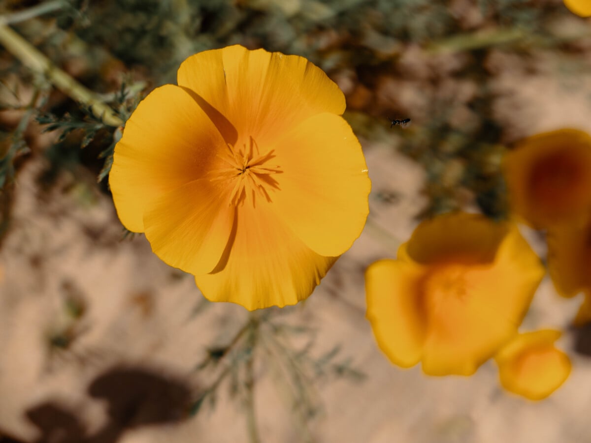 Lumix L10