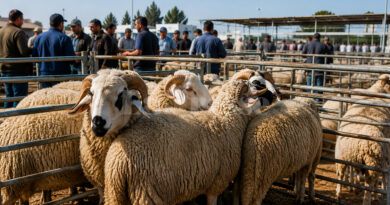 Points de vente à la Manouba et à Ben Arous : moutons de sacrifice au prix du kg