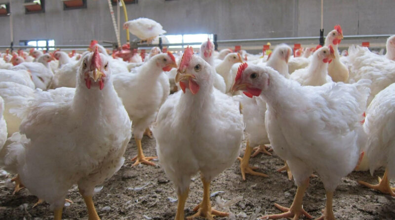 Poulets dopés aux hormones : un professeur ne dément pas les rumeurs.