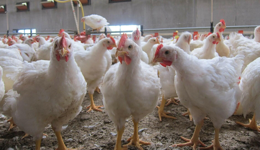 Poulets dopés aux hormones : un professeur ne dément pas les rumeurs.