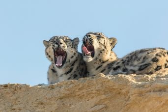 Pourquoi ce zoo français ne fait-il pas partie des plus éthiques du monde ?