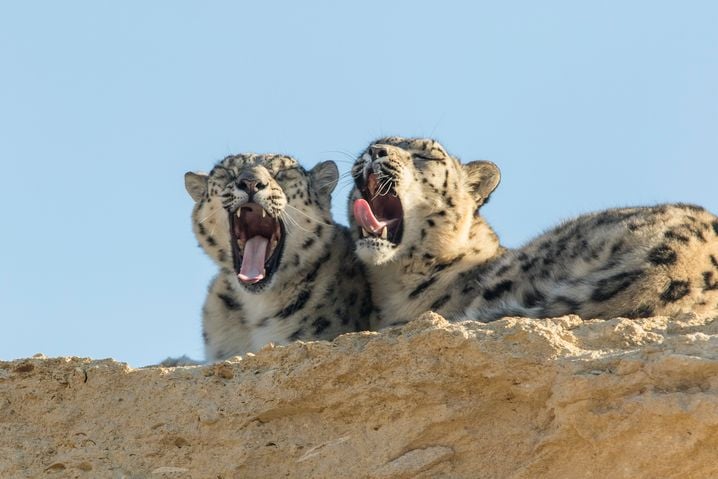 En mai 2025, deux panthères des neiges sont nées au bioparc de Doué la Fontaine.