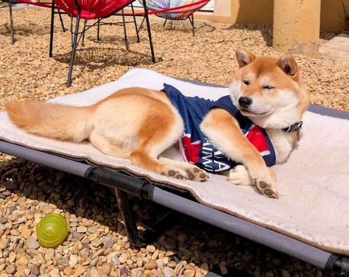 Kitsu a droit à son propre maillot, qui porte généralement chance au PSG.