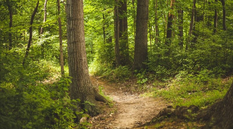 Roumanie : Un enfant de 5 ans survit deux jours dans la forêt.