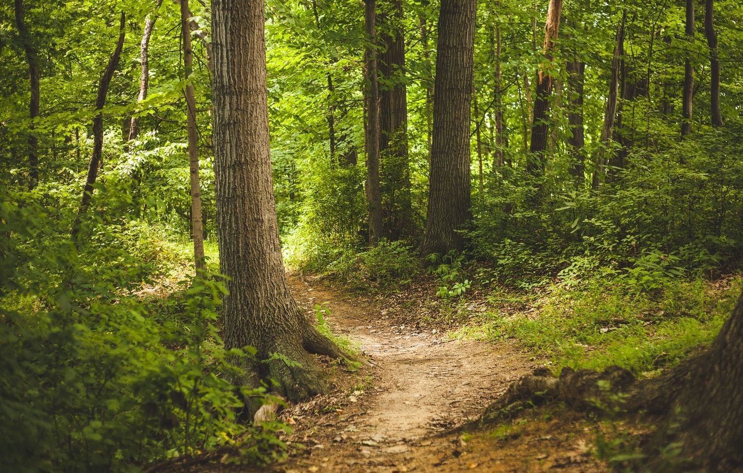 Roumanie : Un enfant de 5 ans survit deux jours dans la forêt.