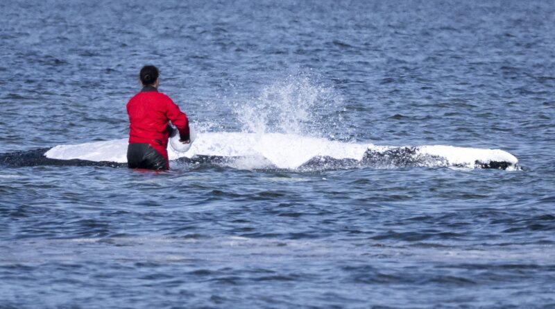 Timmy, la baleine à bosse, introuvable en mer du Nord.
