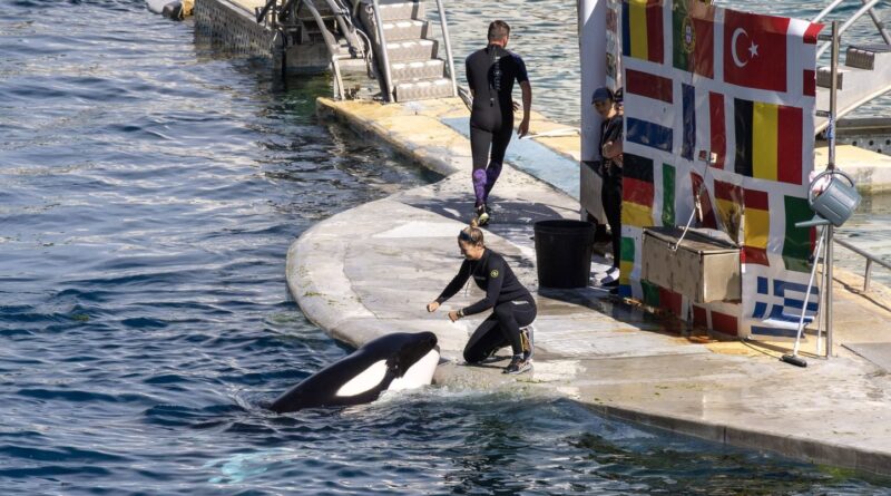 Transfert des orques de Marineland vers l'Espagne : dates et débats.