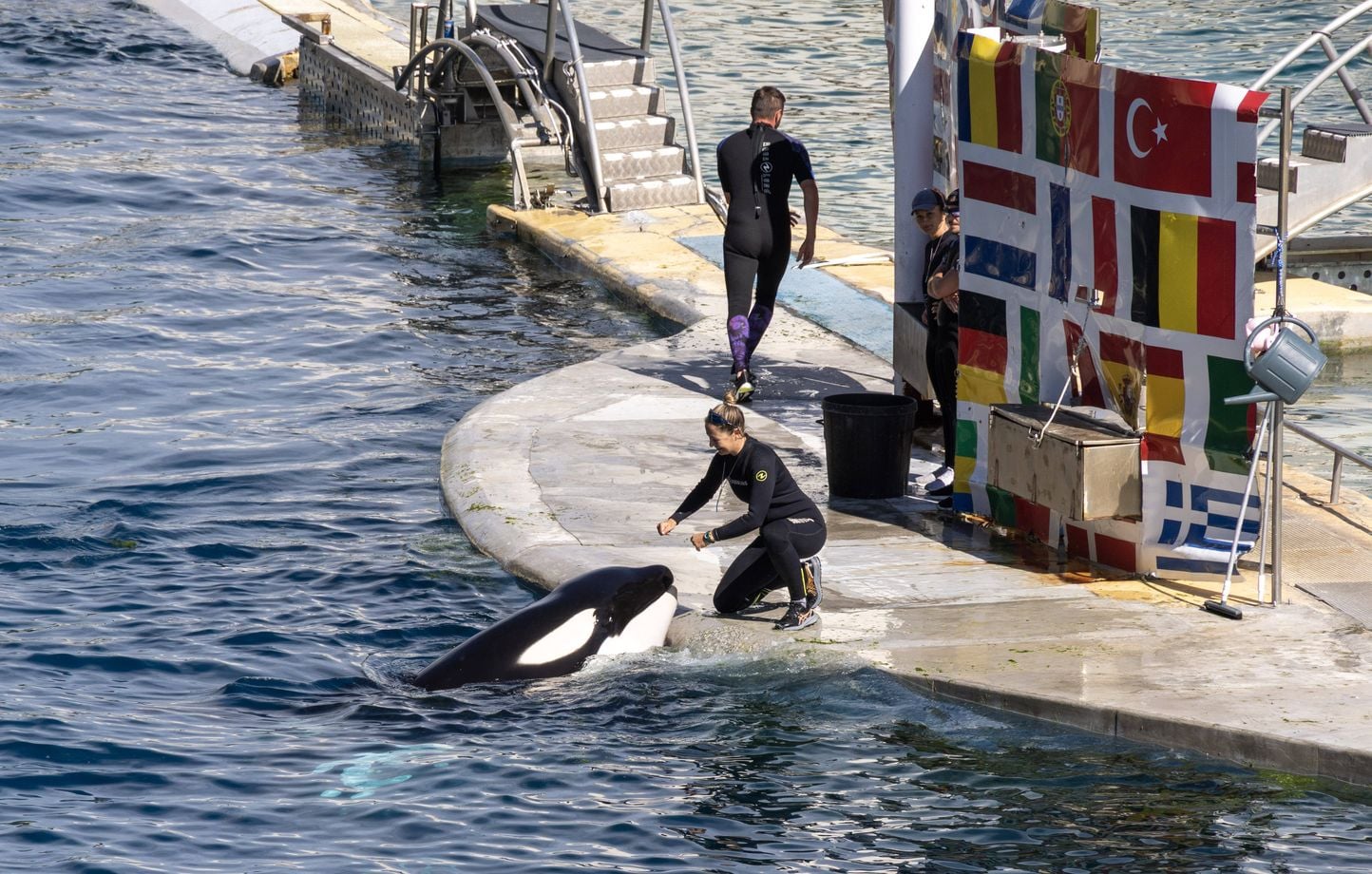 Transfert des orques de Marineland vers l'Espagne : dates et débats.