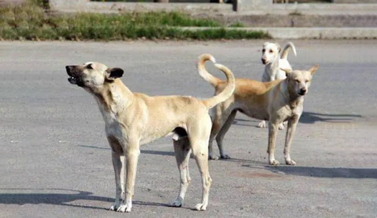 Tunis : que se passe-t-il réellement avec les chiens errants ?