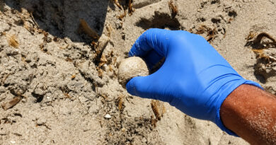 Tunisie : premier nid de tortue caouanne découvert en 2026 aux îles Kuriat